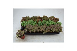 Fittonia mix 3 kleuren FITTONIA 3 KLEUREN MIX GROOTBLADIG 8,5 CM 3 pp