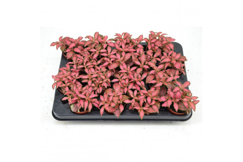 Fittonia forest flame fittonia forest flame 7 cm 4 pp 