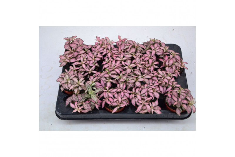Fittonia pink forest flame fittonia pink forest flame 7 cm pot 4 pp 