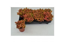 Fittonia FITTONIA RUBY LIME 12 CM 8 pp