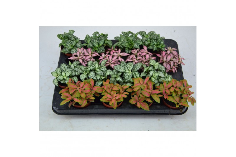 Fittonia mix 4 kleuren fittonia 7 cm. mix 4 kleuren 4 pp 