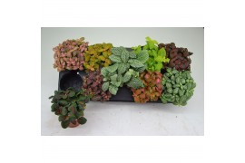 Fittonia mix FITTONIA 12 CM. POT MIX 8 pp
