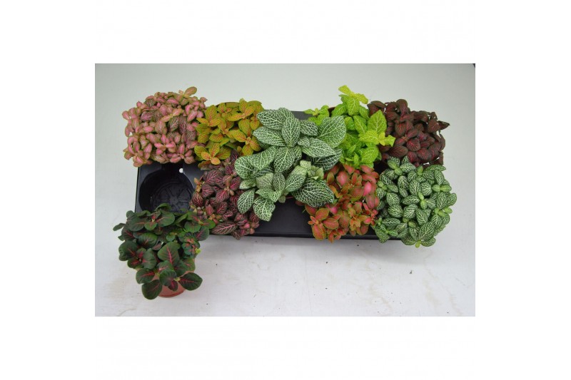 Fittonia mix FITTONIA 12 CM. POT MIX 8 pp 