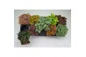 Fittonia mix FITTONIA 12 CM. POT MIX 8 pp