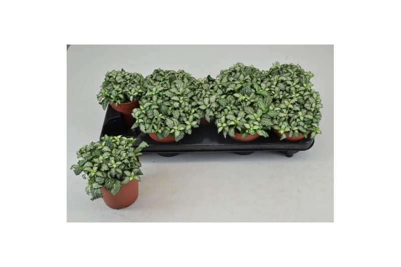 Fittonia mosaic white tiger FITTONIA WHITE TIGER 12 CM 12 pp 