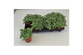 Fittonia FITTONIA WHITE JOLY JOSAN 8 pp