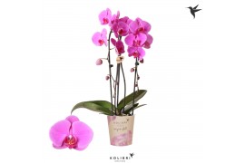 Phalaenopsis elegant cascade Kolibri Orchids Cascade Niagara Fall Well