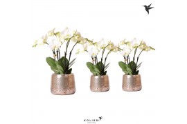 Phalaenopsis wit Kolibri Orchids Phalaenopsis Jewel Ghent 4spike in gr