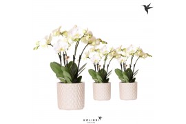 Phalaenopsis wit Kolibri Orchids Phalaenopsis Ghent 4spike in Diamond 