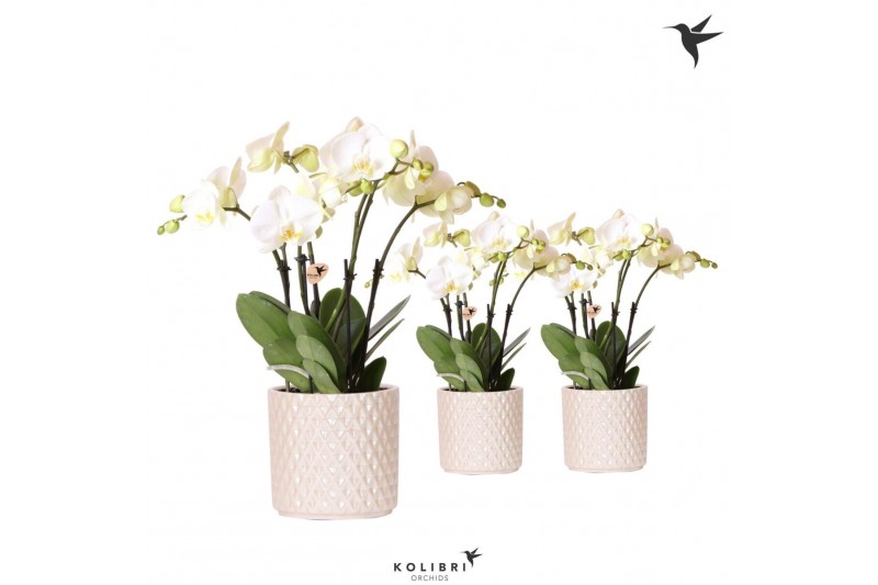 Phalaenopsis wit Kolibri Orchids Phalaenopsis Ghent 4spike in Diamond  