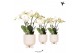 Phalaenopsis wit Kolibri Orchids Phalaenopsis Ghent 4spike in Gummy tr 