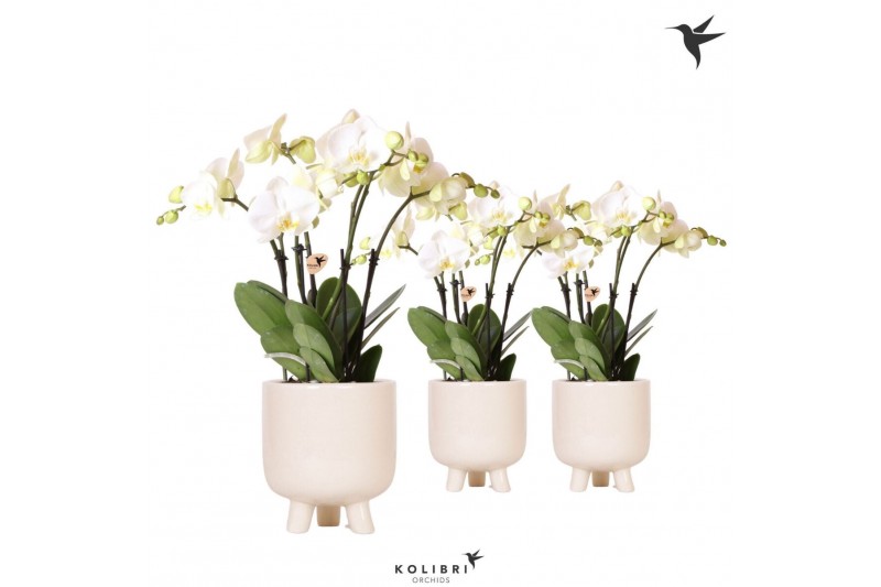 Phalaenopsis wit Kolibri Orchids Phalaenopsis Ghent 4spike in Gummy tr 