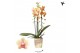 Phalaenopsis elegant cascade Kolibri Orchids Cascade Niagara fall Puls 
