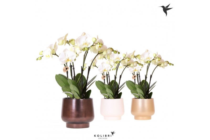 Phalaenopsis wit Kolibri Orchids Phalaenopsis Ghent in Scandic pot mix 