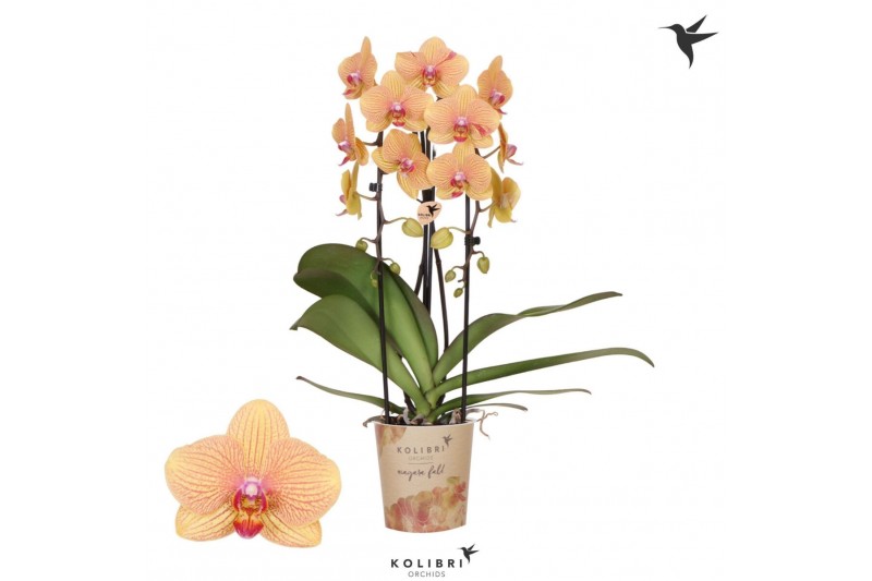 Phalaenopsis elegant cascade Kolibri Orchids Cascade Niagara fall Sunn 