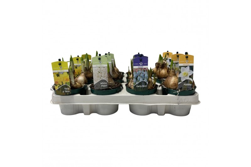 Bolbloemen mix Bollenmix Hyacint/Muscari/Narcis 3 per pot 