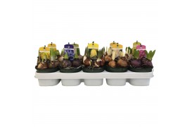 Bolbloemen mix Bollenmix Luxe Hyacint/Tulp/Narcis 12 cm. 5 per pot