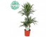 Dracaena fragr. der. warneckei Dracaena Warneckei p21, 45+15+10 3 pp 