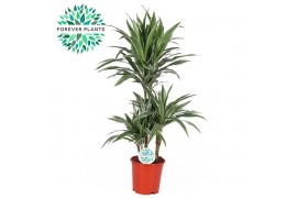 Dracaena fragr. der. warneckei Dracaena Warneckei p21, 45+15+10 3 pp
