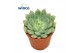 Echeveria Echeveria Fabiola Blue1 bl. 