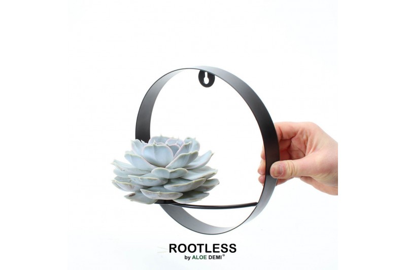 Arrangementen succulenten ROOTLESS Echeveria lilacina, black metal for 