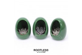 Arrangementen succulenten ROOTLESS Echeveria, Egg Green1 pp