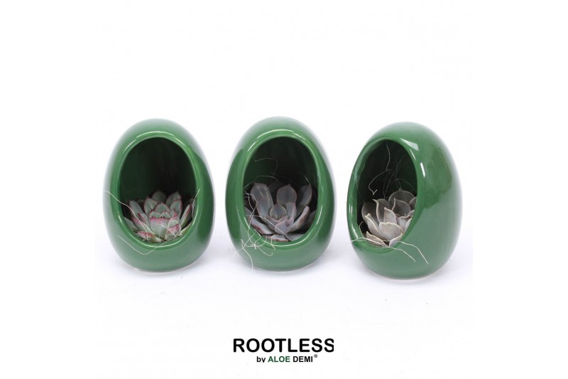 Arrangementen succulenten ROOTLESS Echeveria, Egg Green1 pp 