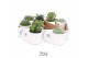 Succulenten TRULY succulent, Penguin pot White1 pp 
