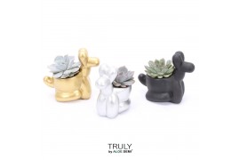 Echeveria mix TRULY Echeveria, Balloon dog1 pp