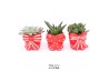 Succulenten TRULY Succulent, Bow 1 pp