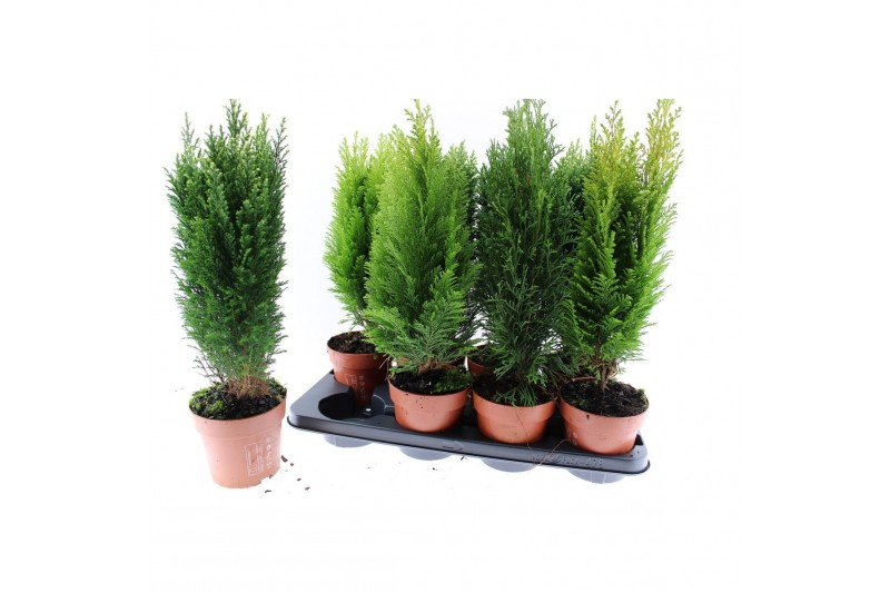 Coniferen mix conifeer gemengd3 mix 