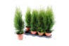 Thuja occidentalis smaragd Thuja Smaragd