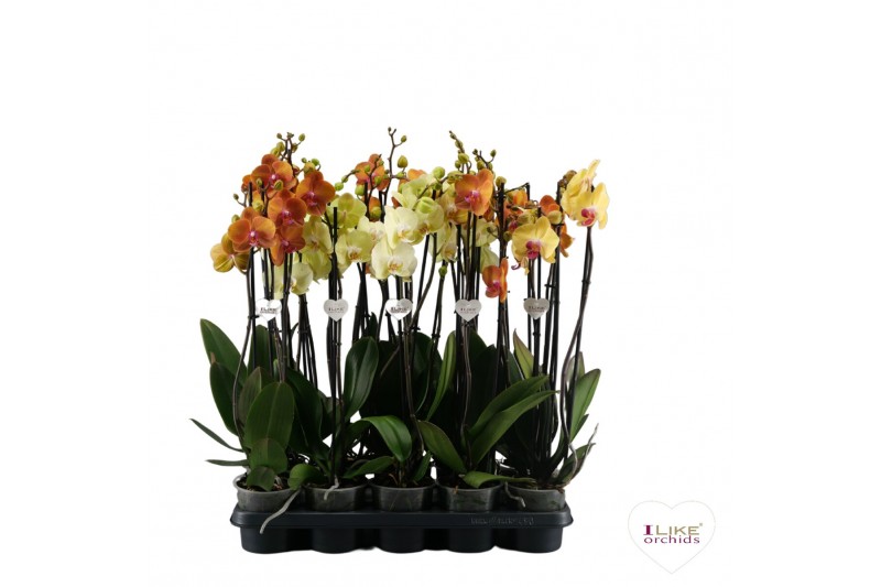 Phalaenopsis Phalaenopsis geel/oranje - 3 tak 60cm 14 bl. 3 tak/plnt 