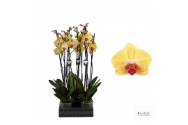 Phalaenopsis goldion Phalaenopsis Goldion - 3 tak 70cm 18 bl. 3 tak/pl