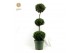 Buxus sempervirens Buxus semp. Trio-Ball on Stem 