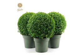 Buxus sempervirens Buxus semp. Ball Ø25cm P2125 cm diameter
