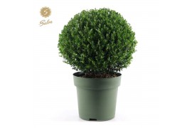 Ilex crenata jenny Ilex crenata Jenny® Ball Ø40cm P27