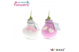 Hippeastrum gewaxt No Water Flowers Waxz® Love roze/wit met hartjes2 t