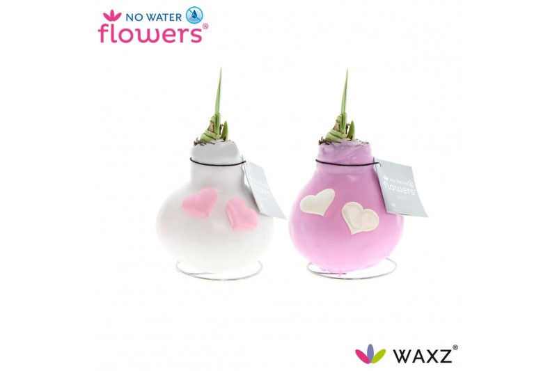 Hippeastrum gewaxt No Water Flowers Waxz® Love roze/wit met hartjes2 t 