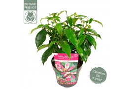 Magnolia Magnolia figo Stellar Ruby 1 tak/plnt