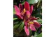Magnolia Magnolia figo Stellar Ruby 1 tak/plnt 