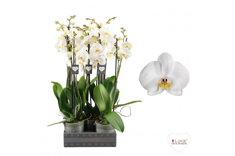 Phalaenopsis anthura cambridge Phalaenopsis Cambridge - 3 tak 60cm 16  
