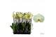 Phalaenopsis golden coin Phalaenopsis Golden Coin - 3 tak 60cm 18 bl.  