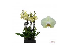 Phalaenopsis golden coin Phalaenopsis Golden Coin - 3 tak 70cm 16 bl. 
