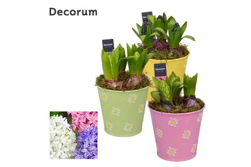 Arrangementen hyacinthus Hyacint Fleur Grande HL13543 [LOVELY COLORS]  