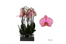 Phalaenopsis jupiter Phalaenopsis Jupiter - 2 tak 60cm (Quattro)14 bl.