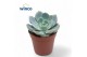 Echeveria Echeveria Grey Prince1 bl. 