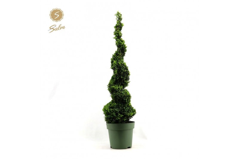 Buxus sempervirens Buxus semp. Spiral 90cm 