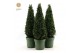 Buxus sempervirens Buxus semp. Pyramid 55cm P21cm diameter 