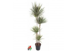 Dracaena marg. bicolor Dracaena Bicolor 120-90-60-30pp